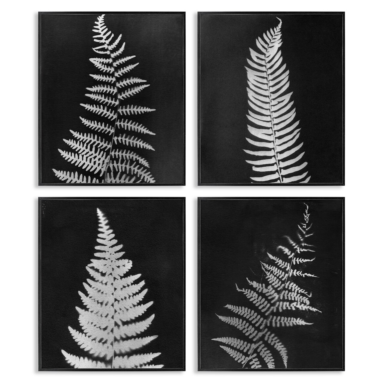 Stupell Industries Monochrome Fern Impressions 4pc Framed Giclee Wall Art Set Design by Connie Resch